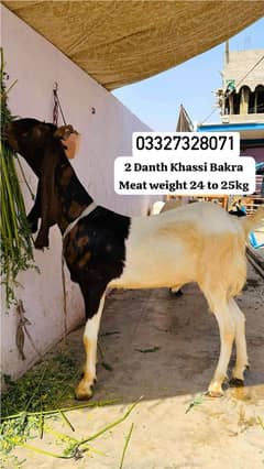 2 Danth Khassi Bakra