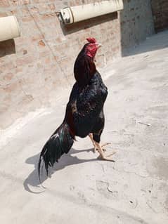 Bohat