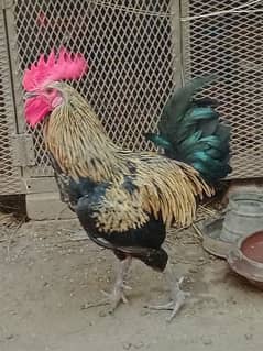 Desi