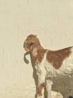 bakra