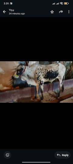bachra/bull/cow for sale qurbani
