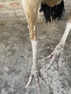 Amroha and Shindi females