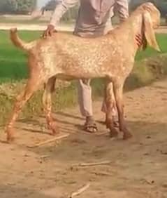 Makkah Chini Bakra 2 Dant For Sale.  My Contact,03130079851