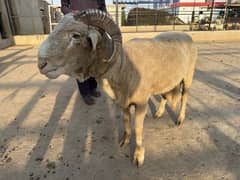 Sheep