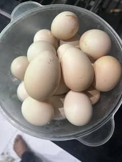Pure Desi eggs for sale