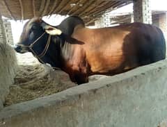 Brahman