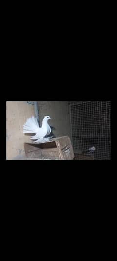 white Lakhay