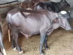 Qurbani kay katta/ Age 2.4 to 2.6 years/ beautiful animals