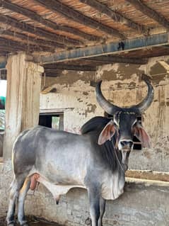 Premium Kankrej Bull