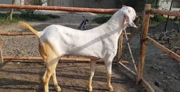 Qurbani Lagne Wala Rajanpuri Bakra For Sale. 03130079851