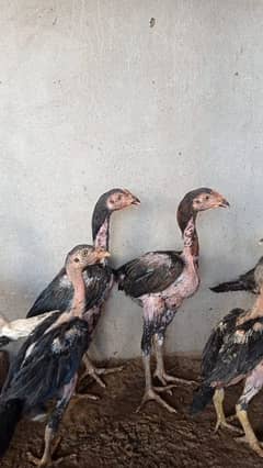 urgently sale what's app par rabta karay 03097009102