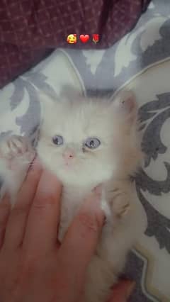 Persian kittens