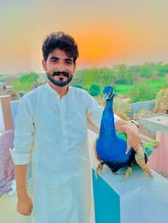 peacock