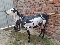 goat for sale