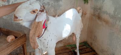 Makkhi cheena age 2year