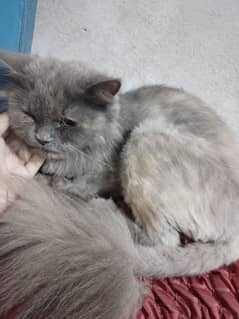 pure Persian