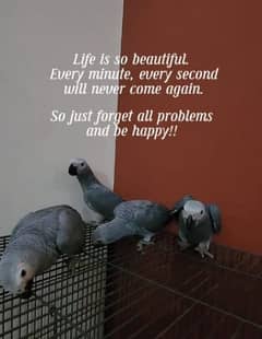 Cockatoos,