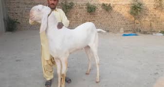 Rajanpuri Bakra 2 Dant For Sale my Contact,03130079851