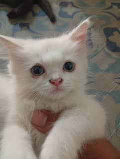 Persian cat punch face03167435365