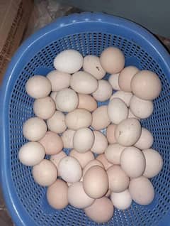 Desi Eggs for sale