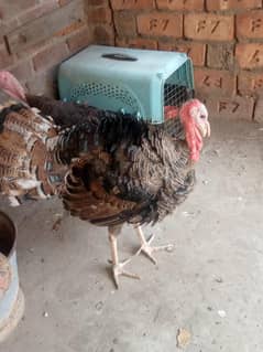 Turkey breeder Pair for sale