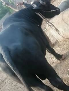 Qurbani ke liye baccha 7 man 03284032521
