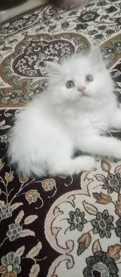 Persian hamalian british punch face piki face cat 03250387943