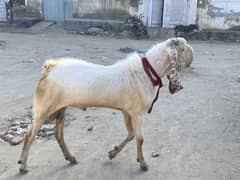 Bakra
