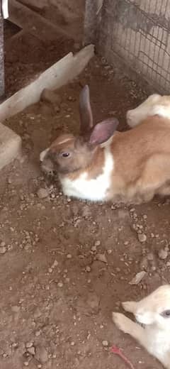 breeder pair for sale 03224186572