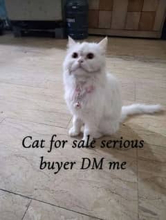 Persian cat