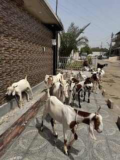 Qurbani 2 daant bakray