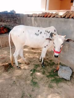Wehri