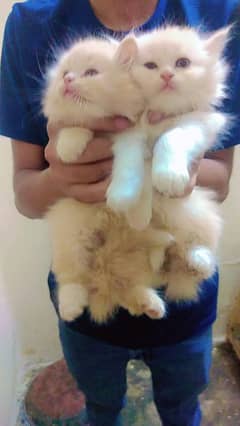 Persian hamalian british punch face piki face cat 03250387943