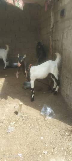 goats