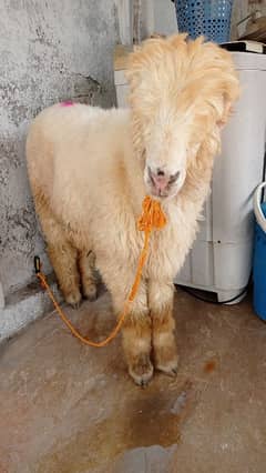 Mundra Bakra
