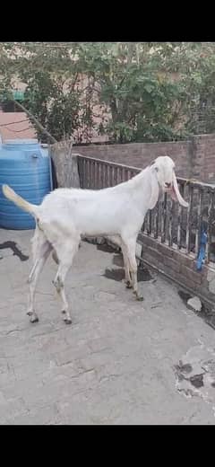 Qurbani Goat | Bakra | Sheep | bakra / بکرا / desi goat