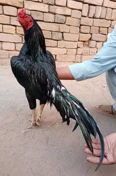 ASEEL BLACK NAWAB AND BLACK DRAGON