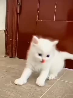 Persian