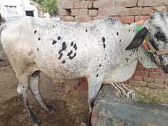Qurbani bachra for sale
