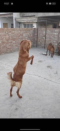 bakra