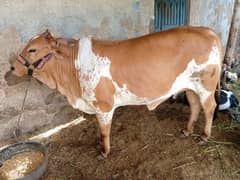 2 Dant bachri Hime breed