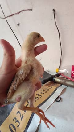 Aseel cheena chicks pair , and one desi female chick .