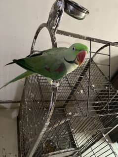 Parrot raw