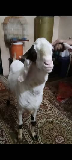 Bakra ando 4 daant