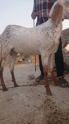 Makki chene bakra far sale 03147972708 call and WhatsApp