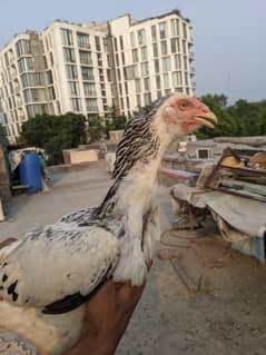 Shamo Aseel female
