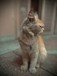 GINGER PERSIAN CAT