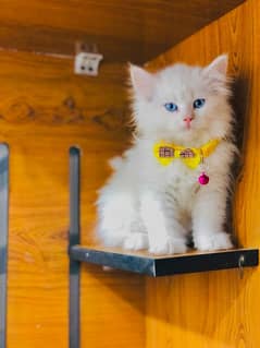 Persian cat and kitten