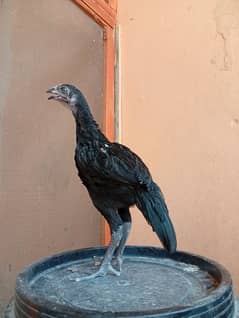4 long height aseel chicks for sale. Only wantsapp 03061428715
