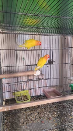 Latino personata and other pair available